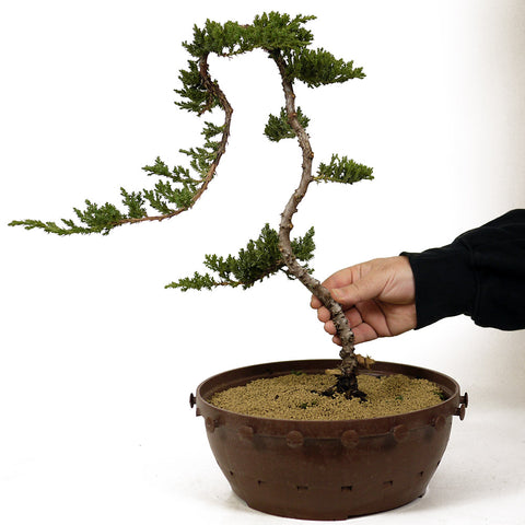 Dwarf Japanese Garden Juniper - D242