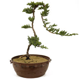 Dwarf Japanese Garden Juniper - D242