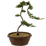Dwarf Japanese Garden Juniper - D242