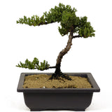Dwarf Japanese Garden Juniper - D243