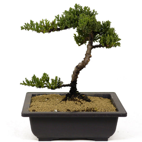Dwarf Japanese Garden Juniper - D243