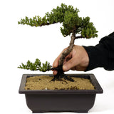 Dwarf Japanese Garden Juniper - D243