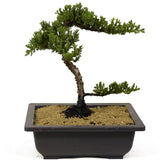 Dwarf Japanese Garden Juniper - D243