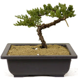 Dwarf Japanese Garden Juniper - D272
