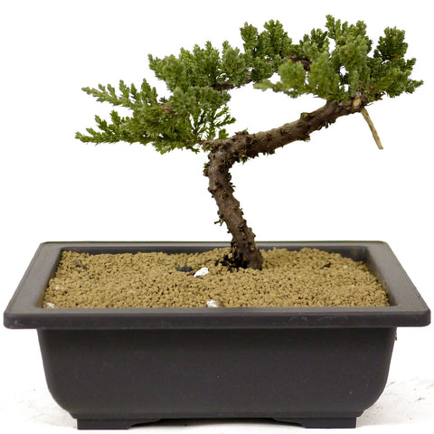 Dwarf Japanese Garden Juniper - D272