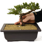 Dwarf Japanese Garden Juniper - D272