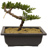 Dwarf Japanese Garden Juniper - D272