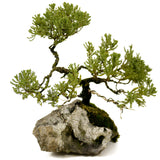 Dwarf Juniper Root-On-Rock- D291