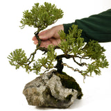 Dwarf Juniper Root-On-Rock- D291