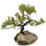 Dwarf Juniper Root-On-Rock- D291