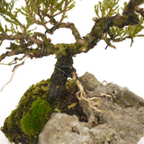 Dwarf Juniper Root-On-Rock- D291