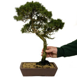Shimpaku Juniper - D292