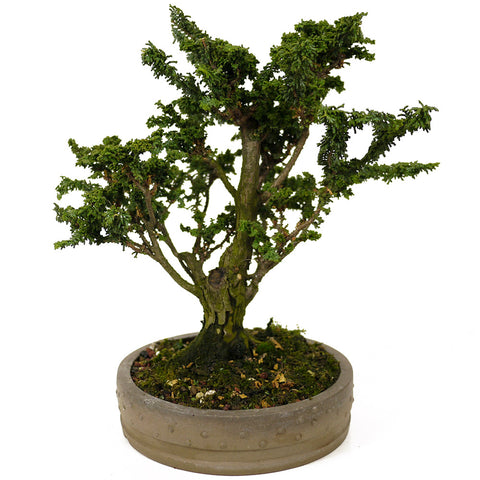 Sekka Hinoki Cypress D293