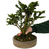 Sekka Hinoki Cypress D293