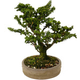 Sekka Hinoki Cypress D293