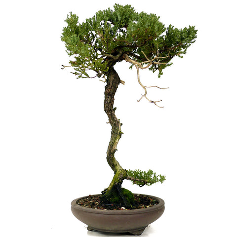 Dwarf Procumbens Juniper - D294