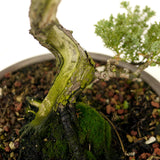 Dwarf Procumbens Juniper - D294
