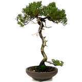 Dwarf Procumbens Juniper - D294
