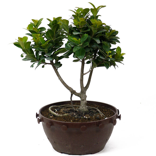 Ficus Retusa Compacta Pre-Bonsai D75 – Stone Lantern