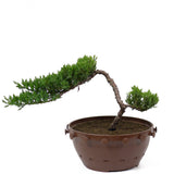 Dwarf Japanese Garden Juniper - D8