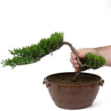 Dwarf Japanese Garden Juniper - D8