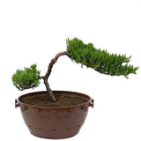 Dwarf Japanese Garden Juniper - D8