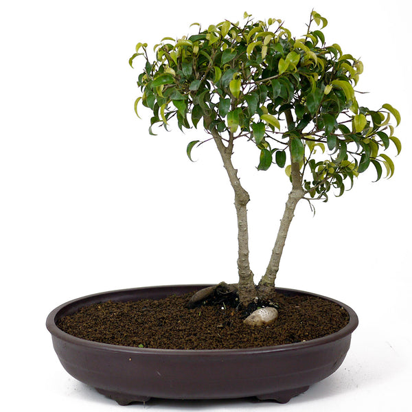 pre lit bonsai tree Ficus Too Little Bonsai