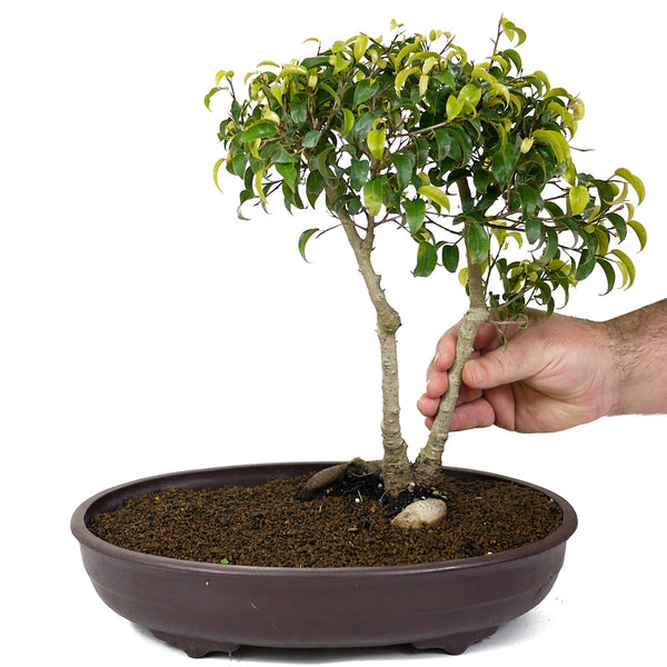Ficus Too Little Bonsai
