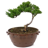 Dwarf Japanese Garden Juniper - D9