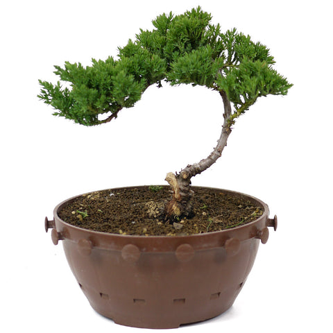 Dwarf Japanese Garden Juniper - D9