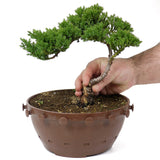 Dwarf Japanese Garden Juniper - D9