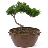 Dwarf Japanese Garden Juniper - D9