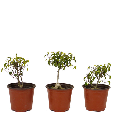 Ficus Too Little Pre-Bonsai Set of Three DS1
