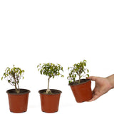 Ficus Too Little Pre-Bonsai Set of Three DS1