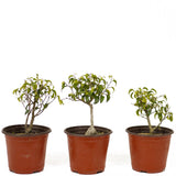 Ficus Too Little Pre-Bonsai Set of Three DS1