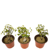 Ficus Too Little Pre-Bonsai Set of Three DS1