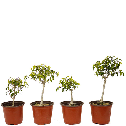Ficus Too Little Pre-Bonsai Set of Four DS2