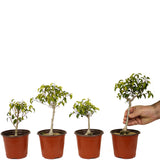 Ficus Too Little Pre-Bonsai Set of Four DS2