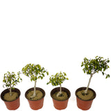 Ficus Too Little Pre-Bonsai Set of Four DS2