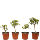 Ficus Too Little Pre-Bonsai Set of Four DS2