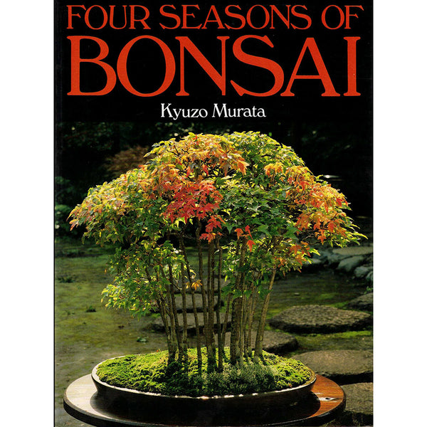 glücks bonsai Ginkgo biloba, ca. 25 jährig, 70-75 cm, Gartenbonsai