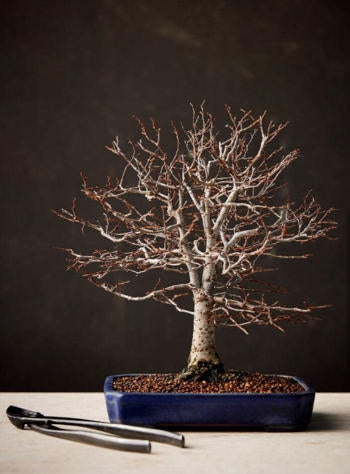 洋書 BONSAI Grow your Little Japanese Zen Gar The Little Book of Bonsai: An Easy Guide to Caring for Your Bonsai