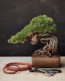 The Little Book of Bonsai by Jonas Dupuich