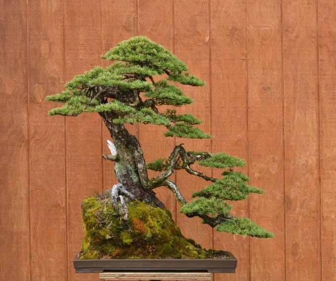 Michael Hagedorn's Conifer Bonsai Stone Lantern