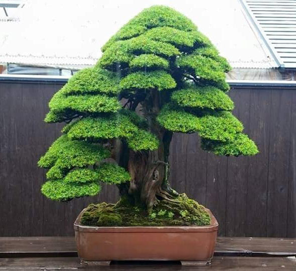 A Famous Juniper Bonsai Before & After – Stone Lantern