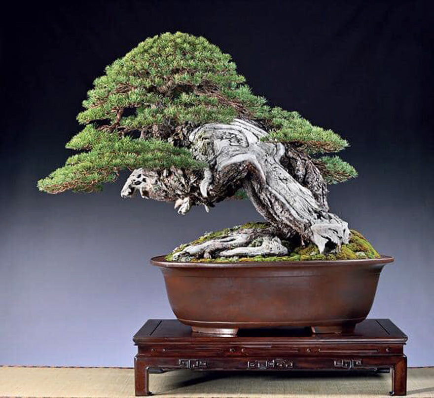 Magnificent Pine Bonsai - Before & After – Stone Lantern