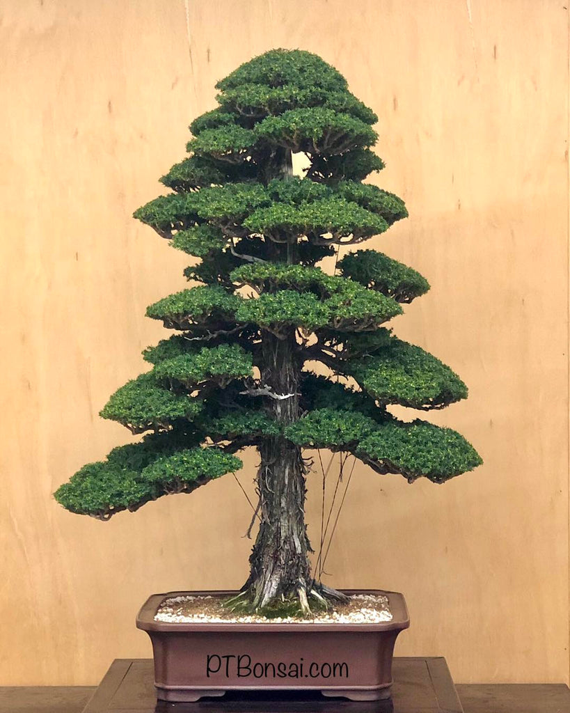 Some Kind of Bonsai Magic – Stone Lantern