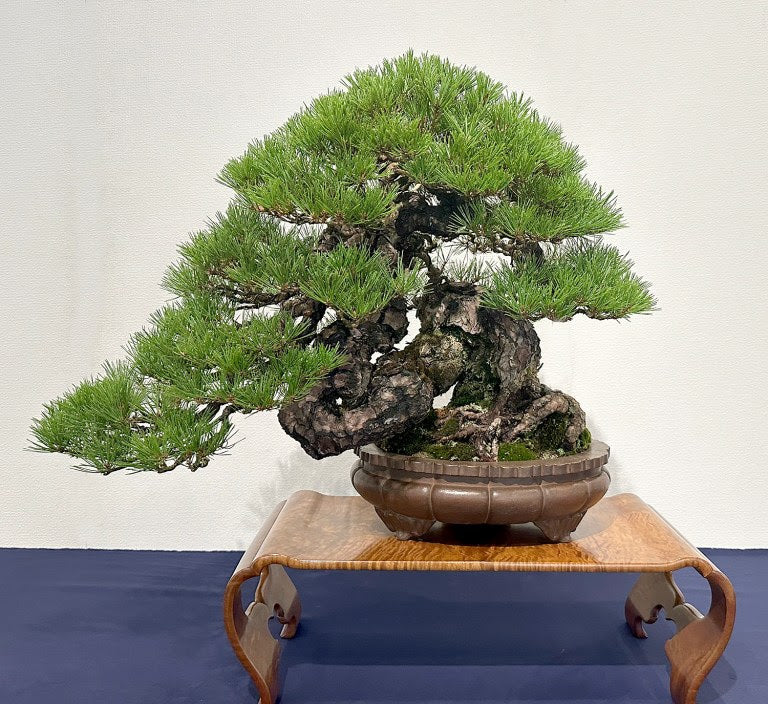 2023 Kokufu Bonsai Exhibition: Photos by Bill Valavanis (Part I ...