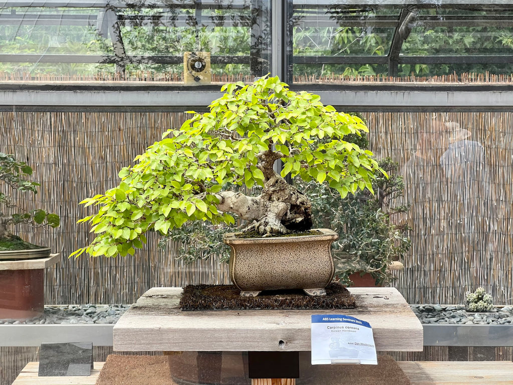 Take a Bonsai Walk on the Wild Side - Denver Botanical Gardens – Stone ...