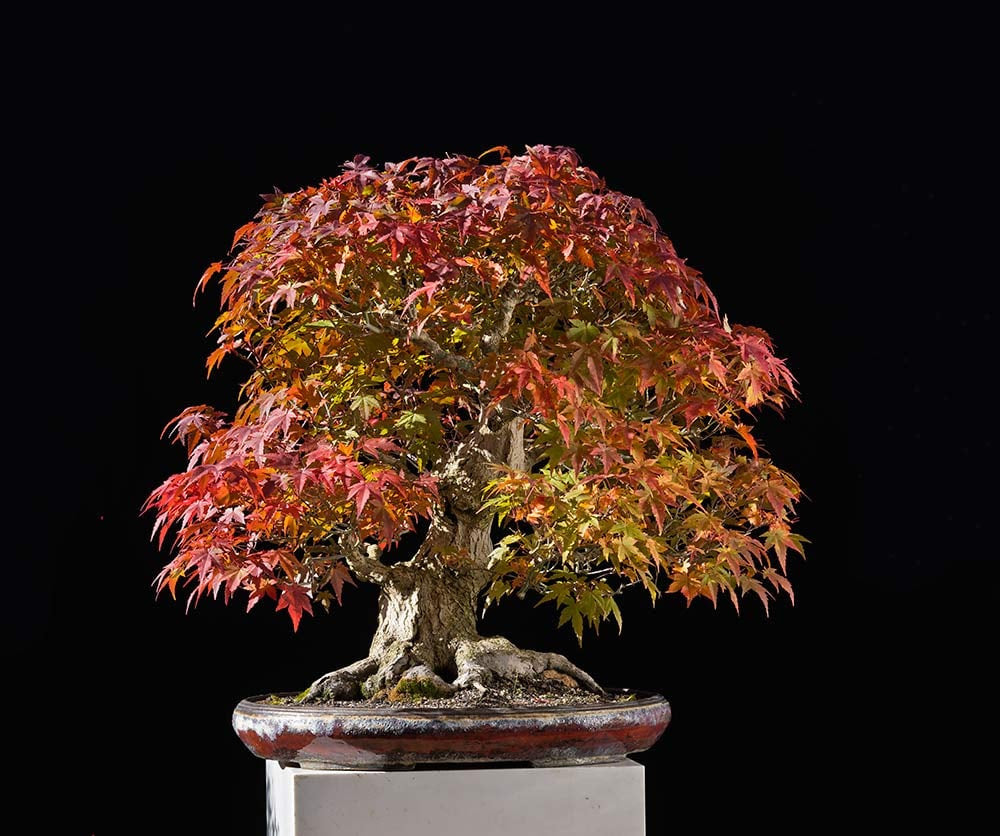 Bonsai - Rough and Ready – Stone Lantern